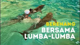 Berenang Bersama Lumba Lumba di Ocean Dream Samudra Ancol 2025