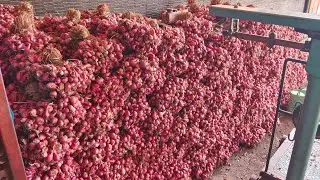 WAOOOOW ... Panen Melimpah 10 TON Bawang merah 18.1.25