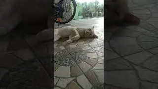 Simba vera level cute 🥰 reaction video #funny