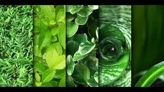 Leaf Text Effect Photoshop Tutorial