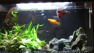 Mizu the betta and its friends (5 gallons community READ DESCRIPTION)