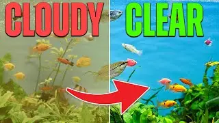 How to Make Aquarium Water Crystal Clear - 3 Simple Tips