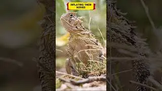 top 3 ODD BEHAVIORS OF Texas Horned Lizard🦎😂 #shorts #animals