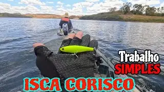 ISCA CURISCO💥 Como Trabalhar!!!