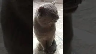 Cat #catzone #nature #lovecatzone