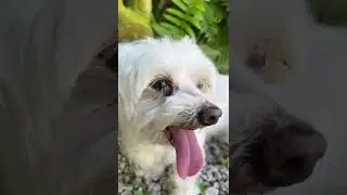 Stick your tongue out