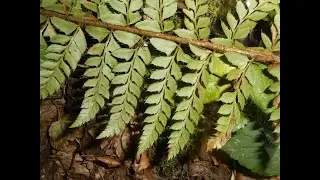 Cotinus coggygria, Polystichum braunii, P. aculeatum, Populus canadensis, Tilia europaea, T. cordata