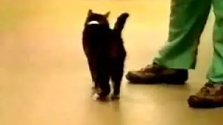 nervios, craneales, o pares en, veterinaria
