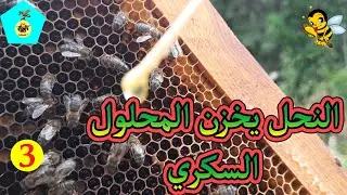 المرحلة 3 // نتيجة تخزين النحل للمحلول السكري ؟