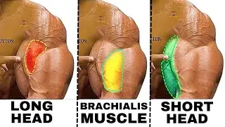 TOP 5 LONG HEAD BICEPS  /  SHORT HEAD BICEPS / BRACHIALIS BICEPS EXERCISES AT GYM