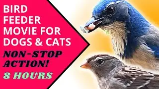 Movie for Dogs and Cats! 8 Hours of Non-Stop Bird and Squirrel Action 🐿️🐦 Great for Anxious Pets.