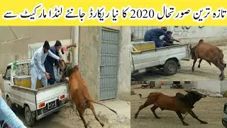 ShershahCow BullsUnLoading Heavy Bulls & Cow UnLoading Compilation | Bakra Eid 2020 Qurbani | Agha