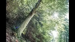 Angel EFT Forest Meditation