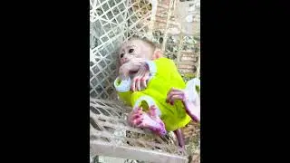 Funny Moments of Monkey Taki
