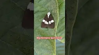 nyctemera lacticinia moth koderma Jharkhand #forestlife #nature #wildlife #photography #shorts