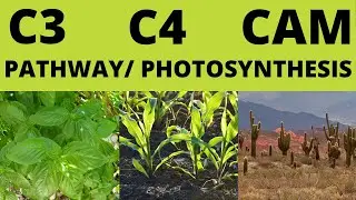 How does C3 C4 and CAM photosynthesis compare| Similarities and Differences