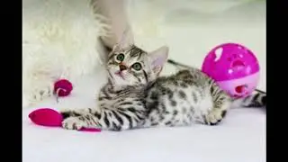 Kitten Proofing Your Home with 5 Easy to Follow Tips