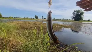 ដល់វគ្គចុះបឹងហើយ it's time to fishing in jungle river