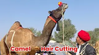 विदेशी मशीनों सें ऊटो के बालों की कटिंग 😱| Chadi Camel mela 