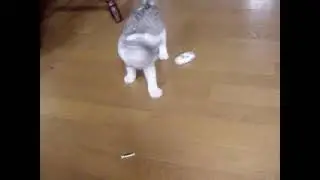 Милый кот против игрушечной машинки (Cute Cat vs Toy Car)