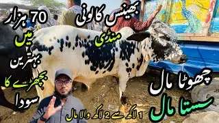 Bhains Colony Mandi Karachi Cattle Rates Update❤️ || 15 January 2026 || Cow Mandi 2026 💫