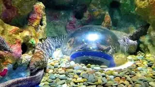 Japan, izu mito Sea Paradise - Lets travel wonderful japan togather.