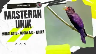 MASTERAN UNIK UNTUK MURAI BATU - CUCAK IJO - KACER | VIOLET CUCKOO
