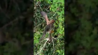 Burung alap - alap terbang stabil#shorts
