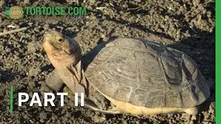 Burger gets crazier | Part 2 | American Tortoise Rescue