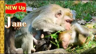 Strong bite ! Jane mom bitten Janna monkey so Hurt & full crying , No Mercy today Jane monkey