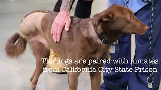 UNDERDOGS: Pawsitive Change Promo Video