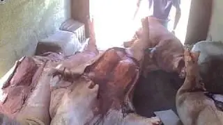 drain pig pen
