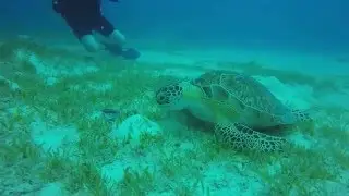 Catherine and Caroline hang with a turtle.