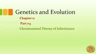 Chromosomal theory of inheritance / Genetics and Evolution / HSC Zoology Chapter 11 /English Version