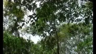 A Walk in the Rainforest