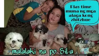 Play time munaMalalaki na Sila |ayaw mag pasuklay ng mga Bb zhitzhue🐨🐶🐶🐕|Jenrain Clubs channel