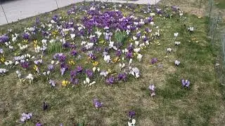 Crocus in lawn.  - Early Spring flowers