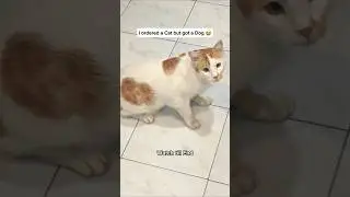 Ordered a cat but they sent me a dog #cat #cute #catlovers #shorts #viral