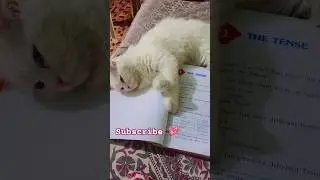 Kya Baat Ay #Cat Love Book 📚 #cat #shorts #viral#love#adiven#trending#youtube
