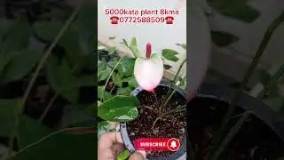 ප්ලාන්ට් 8ම 5000/=🥰🥰☎️0772588509☎️