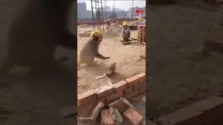 CCTV: Monkey Slaps Co-Worker at Construction Site! 🐒🧱😂 | Funny AI CCTV Video