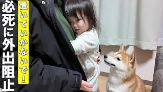 パパにお出かけしないでと全力で引き止める柴犬と2歳児が可愛すぎました笑