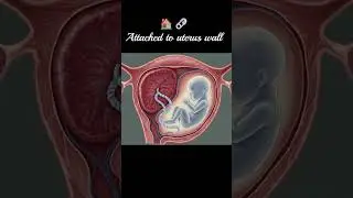 🌱Placenta | Human Reproduction #shorts #neet #biology #class12biology #neetbiology  #scienceshorts