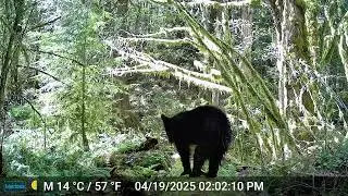 Meidase P70 Trail Camera - Cub filmed all alone.