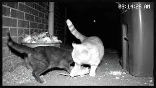 Alley Cat Protector Saves Mouse