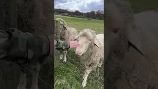 Hungry sheep🐑 #uk #england #funnyshorts #nature #animals #park #sheep #park #farm #англия #овцы