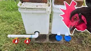 Самодельная поилка для цыплят - Счастливого Рождества всем!