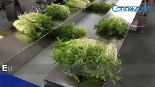 vegetable flow wrap machine,green vegetable packing machine