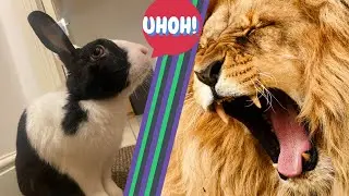Cute And Funny Bunny Rabbit Roars Like A Lion
