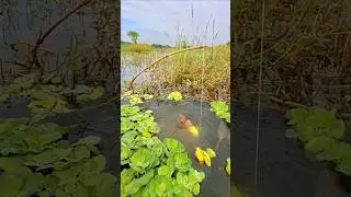 Amazing Hook Fishing in Beel water #hook_fishing #fishvideo #bigfish #redfish #shorts